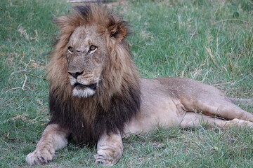 Lion Family with Cubs playing along the Okavango Delta in the Khwai Region