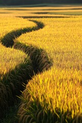 Golden field, tall grasses, sunset light.
