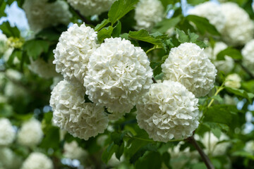 White viburnum or Viburnum opulus Sterilis, Snowball Bush, European Snowball is large deciduous...