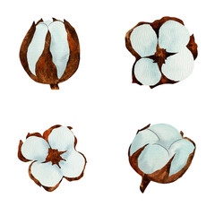 Wonderful white cottons. Watercolor illustration, isolated object from a large set of cottons, leaves and branches. For the design, decoration and composition of postcards, posters, stickers, prints