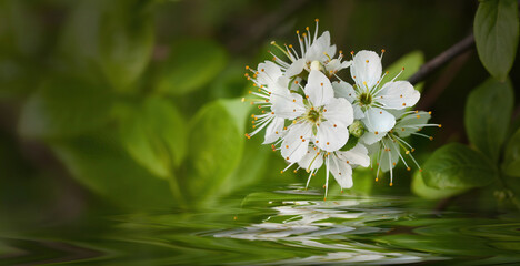 weiße Blüten mit Waspiegelung