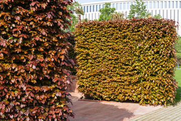 Recreation area -  office with hedges instead of walls and trimmed yew tree in middle - is located...