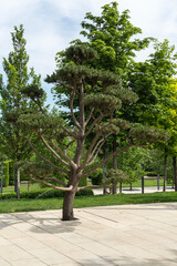 Close-up beautiful bonsai pine tree (Pinus mugo or mountain pine) with lush needles in public landscape city Park Krasnodar or Galitsky Park in sunny spring 2024