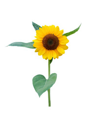 Obraz premium A bright sunflower with green leaves isolated on a white background, perfect for botanical illustrations, summer-themed designs, and nature projects.