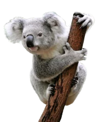Gordijnen koala on a branch png © erdal
