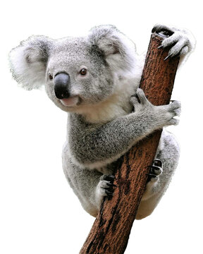 koala on a branch png