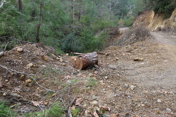 Tree forest stump. High quality photo