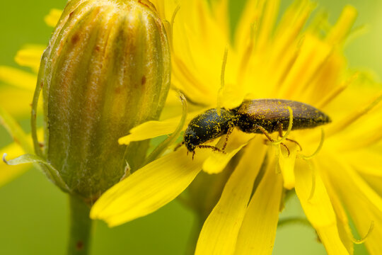 Click Beetle - Agriotes ustulatus, beautiful small black and brown click beetle from European meadows and woodland, Zlin, Czech Republic.