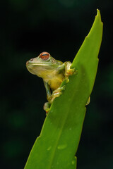 Jade Tree Frog (Zhangixalus dulitensis) is a species of frog found in Borneo island, Indonesia.