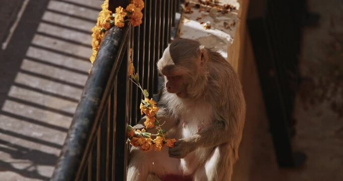 Monkey eats yellow flowers from a sacrificial wreath. Bonnet Macaque - Macaca Radiata Or Zati eating ritual flowers on street. Slow motion