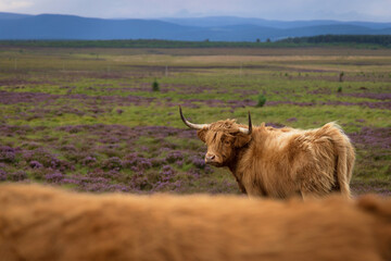 A close up of Highland cows in the Highlands, Scotland