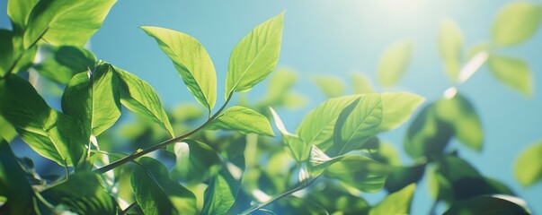 Obraz premium Bright green leaves basking in sunlight under a clear blue sky during a warm afternoon