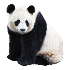 Fototapeten giant panda bear png © erdal
