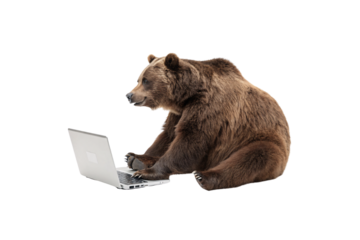 The bear shifts slightly, engrossed in the laptop screen, creating a playful juxtaposition of wild nature and modern technology. A curious and quirky pose, isolated on a transparent background