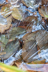 Frozen puddle in a forest. Shallow water frozen over autumn vegetation, top view, close up shot, no people