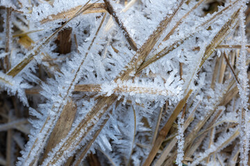 Ice crystals on frozen autumn leaf blades. Close up, macro shot, no people