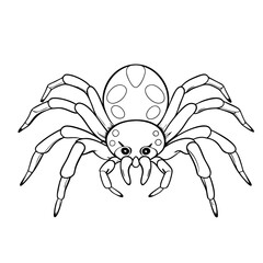 Spider