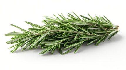 Fototapeta premium Fresh Rosemary Sprigs: A Culinary Herb