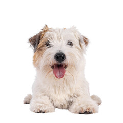 Happy brown with white Jack Russell dog, laying down facing front. Looking towards camera with tongue out. Isolated cutout on a transparent background.