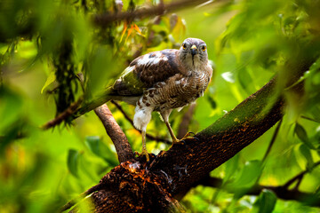 Eagle eating a freshly caught bird.