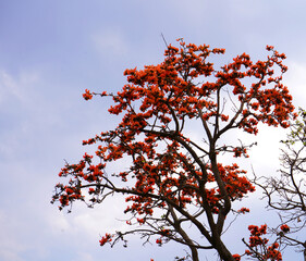 Palash flower tree, Butea Monosperma or palash flower