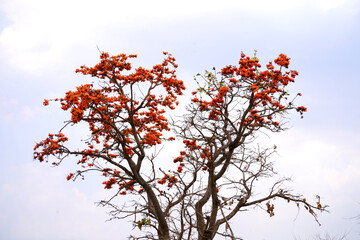 Palash flower tree, Butea Monosperma or palash flower