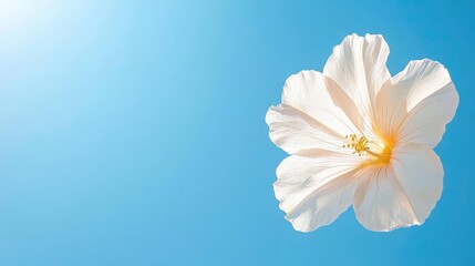 Fototapeta premium White flower against a sunny blue sky; summer nature background for design