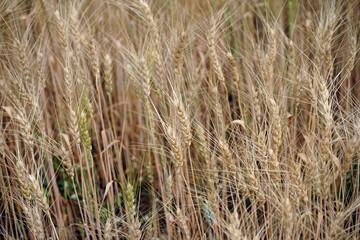 Wheat field. Ears of golden wheat close up.