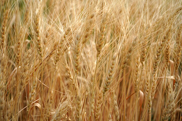 Wheat field. Ears of golden wheat close up.