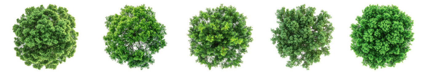 Obraz premium Tree top view png cut out element set, transparent background