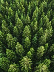 Obraz premium Forest of trees with a lot of green leaves. The trees are tall and spread out, creating a lush and vibrant atmosphere. Concept of tranquility and natural beauty