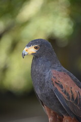 Black hawk viewed from the side, with a blurred background.