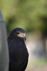 Close-up of a black hawk with intense eyes.
