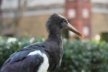 Black stork close-up