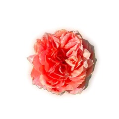 Beautiful pink rose on white background. Pink rose blossom.