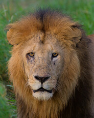 close-up portrait of male lion with luscious mane looking intense and alert in the wild solio game reserve, kenya