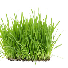Obraz premium Fresh Green Lawn Grass isolated on white or transparent