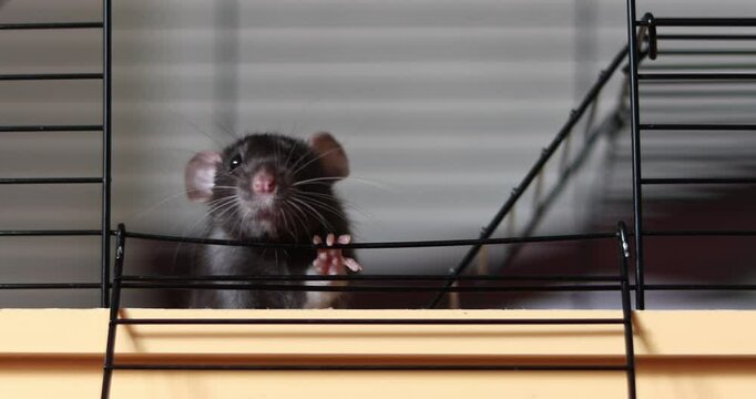 Domestic rat in a cage holds food with its paws and eats. A rodent with whiskers, a tail, and whitefooted mice is sitting in a cage, gazing out the window. It may be a pet or a pest like packrats