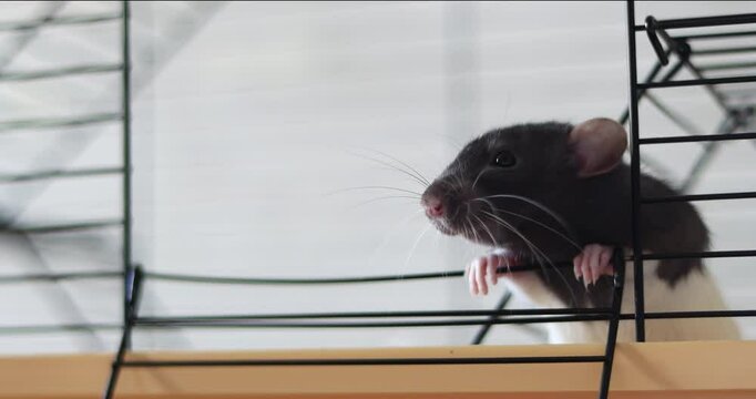 Domestic rat in a cage holds food with its paws and eats. A rodent with whiskers, a tail, and whitefooted mice is sitting in a cage, gazing out the window. It may be a pet or a pest like packrats