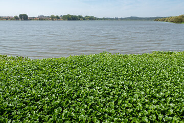 Lago da Pateira de Fermentelos com a vegetação flutuante Jacinto de água nas margens do lago num dia ensolarado em Portugal
