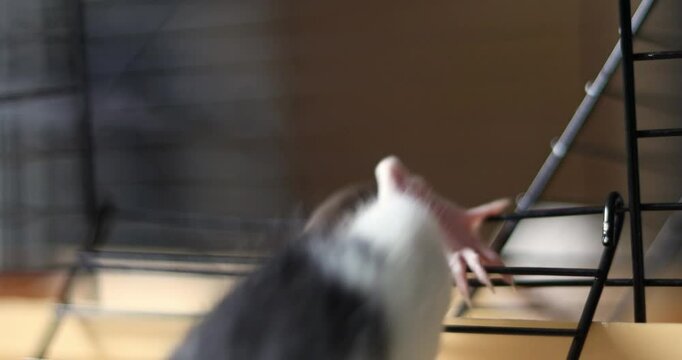 Domestic rat in a cage go out and want walking, playing. A rodent with whiskers, a tail, and whitefooted mice is sitting in a cage, gazing out the window. It may be a pet or a pest like packrats
