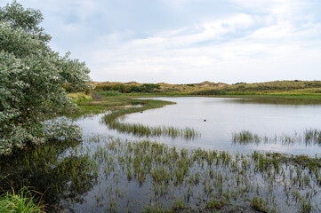 A lake and tree in the dune nature reserve
