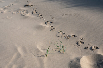 Footprints of a animal on the sandy beach