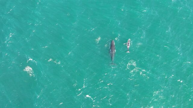 big and small whales swimming next to each other in a clear water in Forster, Australia