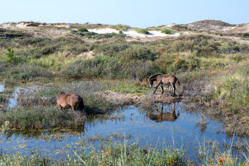 Fototapeta premium Wild horses at a small lake in a dune landscape