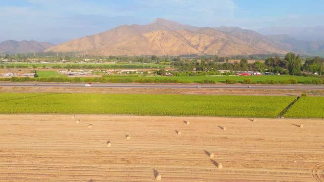 Sunflowers Growing Tall in Fertile Soil, buin, metropolitan region, Chile