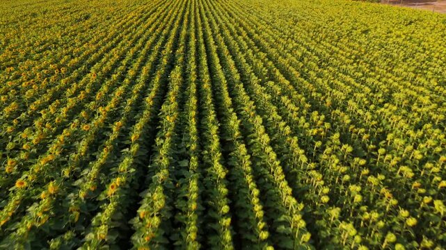 Endless Rows of Sunflowers on Plantations, buin, metropolitan region, Chile