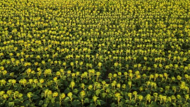 Golden Fields of Sunflowers in Full Bloom, buin, metropolitan region, Chile