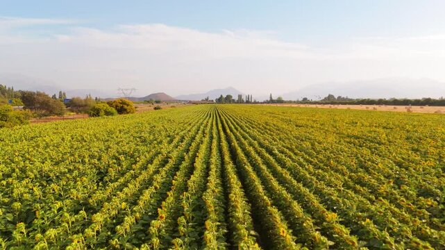 The Bright Glow of Sunflower Plantations, buin, metropolitan region, Chile