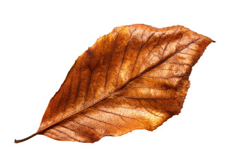枯れ葉（Withered leaf on white background）
